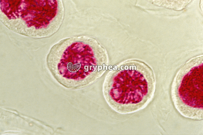 Mitose - cellules de racine d'Ail (écrasement) - 2 Cellules-filles x400 - gryphea.com